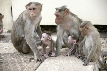 Naklejka premium Monkey Macaca Family in Indian Town