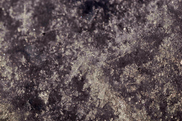winter in garden