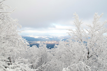 small city seen between snowy tree branches and white clouds