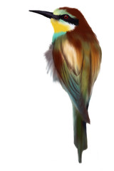 bee - eater