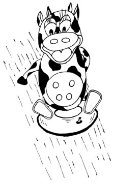 crazy cow