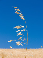 stem of oat in background sky blue