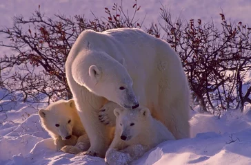 Photo sur Plexiglas Ours polaire Polar bears in Canadian Arctic