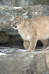 Cougar in winter coat