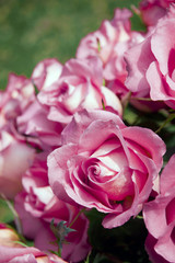 Roses