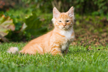 Naklejka na ściany i meble kitten sitting on the grass
