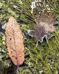 nature morte