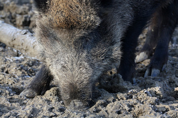 Wildschwein