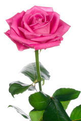 Obraz premium close-up beautiful pink rose isolated