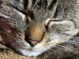 Closeup of a sleeping cat