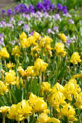 Obraz premium field with iris flowers