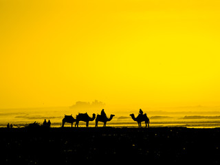 Fototapeta na wymiar Camel beach