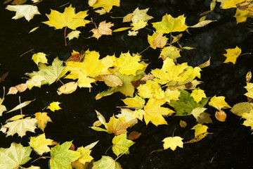 Leaves on water 1