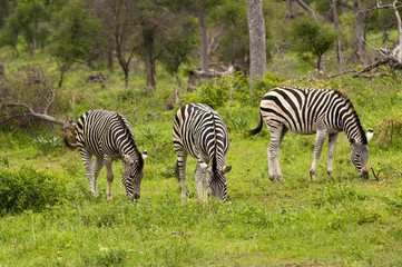 Burchell's Zebra grazing in the Kruger Park, South Africa.