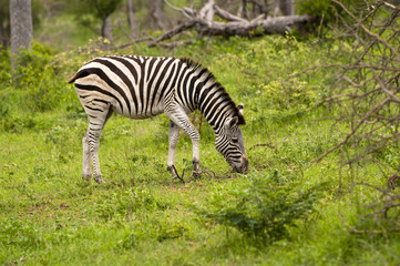 Fototapeta na wymiar Burchell's Zebra grazing in the Kruger Park, South Africa.