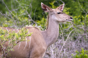 A female kudu, a large species of antelope, on a South African g