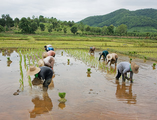 workers in rice paddy