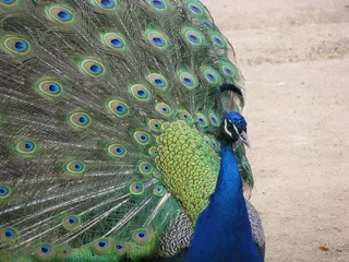 Crédence de cuisine en verre imprimé Paon Beautiful Peacock