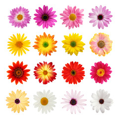 Daisy collection isolated on white with clipping path - obrazy, fototapety, plakaty