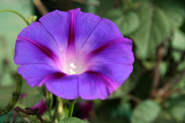 Bell-shaped flower with violet petals woven into a circular disc