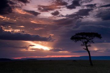 Fototapeta na wymiar Leopard in a tree at sunset