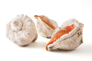 sea shells close up