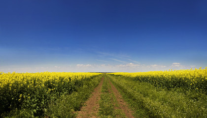 rape field under the blue sky - panoramic image