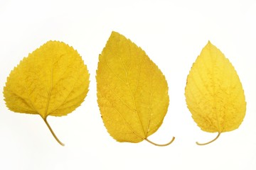 Autumn, fall leaves decorative still at studio white background