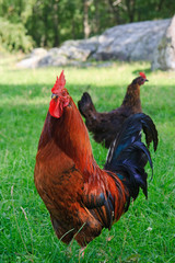 Rooster