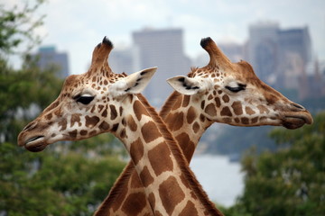 Obraz premium Giraffe crossing