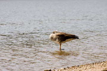 Sleeping Goose on River Shore