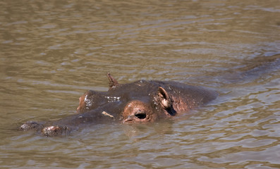 Fototapeta premium Hippo