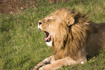 Lion roaring in Masai Mara Kenya