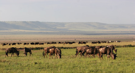Fototapeta na wymiar Wildebeest in Masai Mara