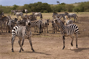 Fototapeta na wymiar Prancing zebra