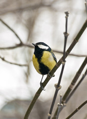 Obraz premium Titmouse on the branch