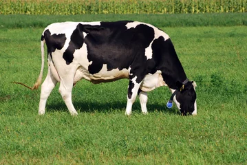 Wall murals Cow holstein cow grazing on a grass field