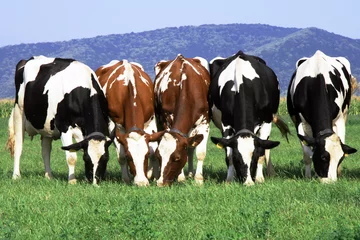 Photo sur Plexiglas Vache un groupe de vaches paissant