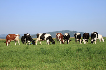 a heard of cows grazing on a field