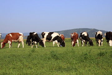un troupeau de vaches qui paissent