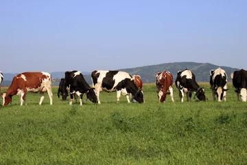 Papier Peint photo Vache un troupeau de vaches qui paissent