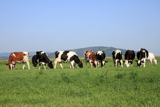 A Heard Of Cows Grazing On A Field