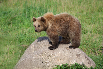 Braunb&auml;r Jungb&auml;r