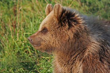 Obraz premium Braunbär Jungbär