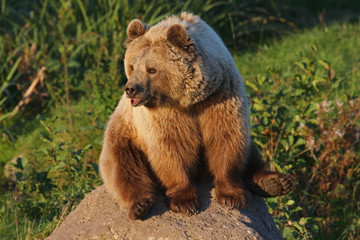 Braunbär
