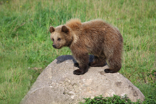 Braunb&auml;r Jungb&auml;r