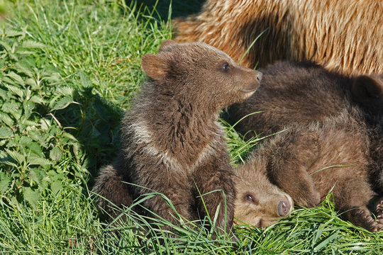 Braunb&auml;r Jungb&auml;r