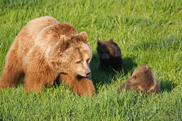Fototapeta na wymiar Brown Bear Bear Family