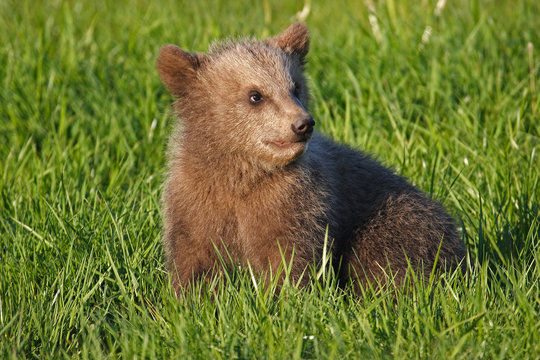 Braunb&auml;r Jungb&auml;r