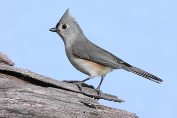 Bird On A Stump